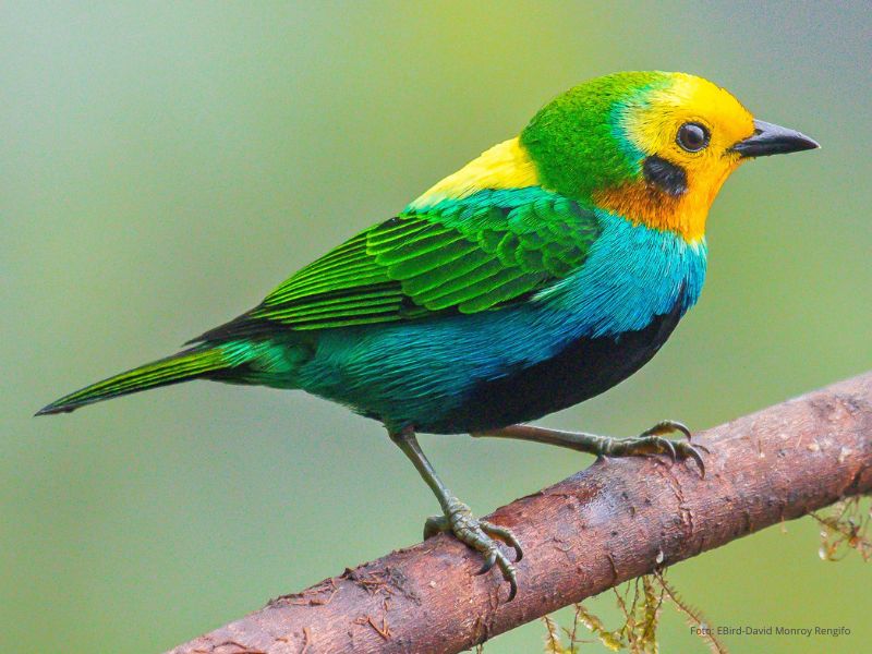 Tangara fotografiada durante avistamiento de aves en la región de Santa Marta