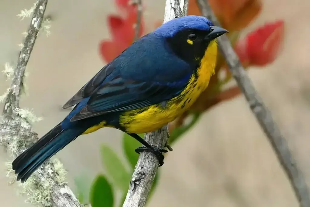 Santa Marta Mountain Tanager in the Sierra Nevada