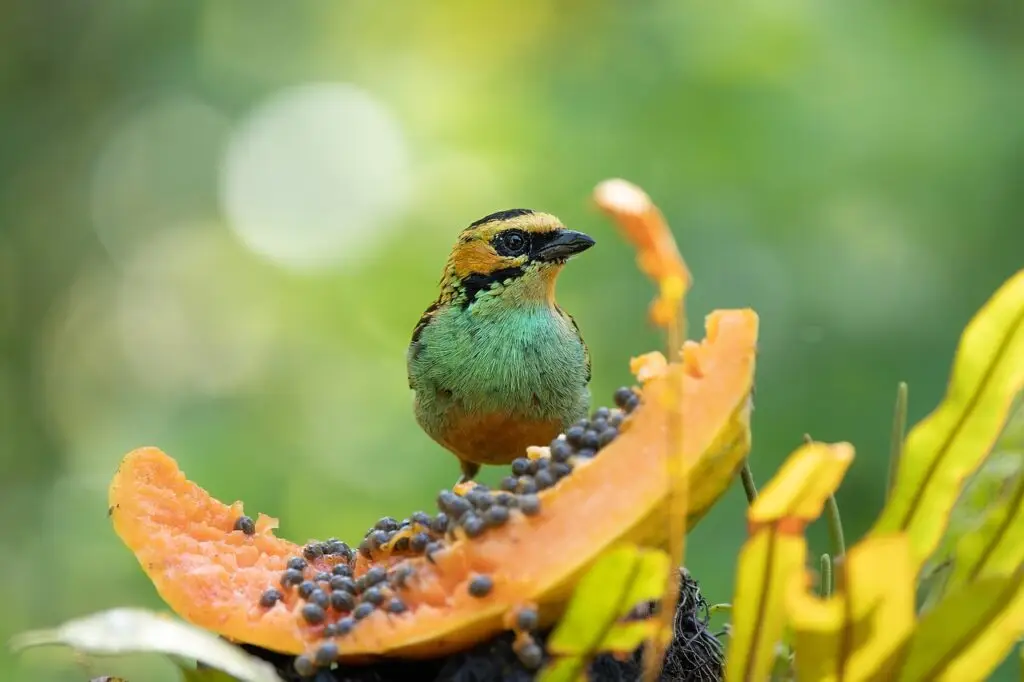 Colorful bird in the Sierra Nevada de Santa Marta