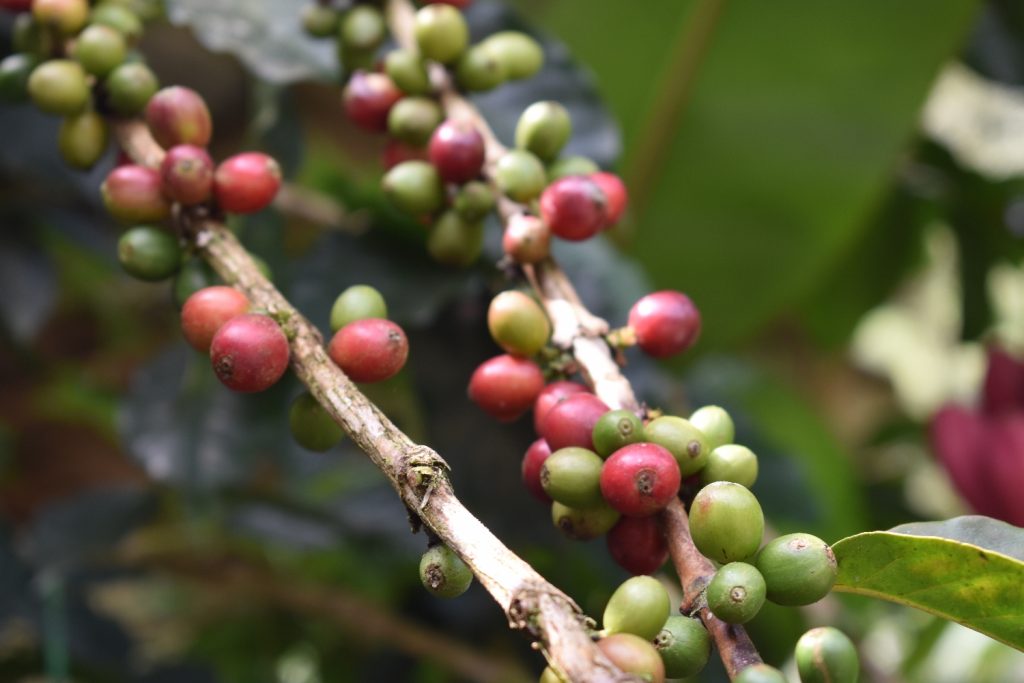 Coffee cherries growing in Minca during Bukap’s private mountain day trip
