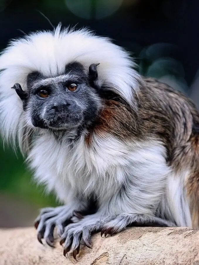 Wildlife and natural heritage connected to the Santa Marta region