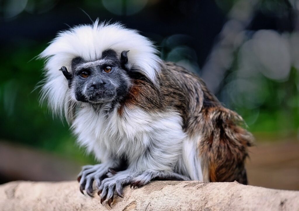 Cotton-top tamarin seen in the Tayrona region